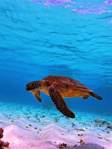 TURTLE MANY LIFE KAISE JITE HAI KUCH ANOKHE BAATE?