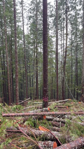 Gonna try and get 2 roads from this one tree without moving my tree guys 🤞#pnw #logging #diamond #acme