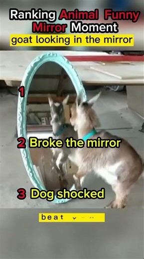 Top 3 Funniest Animal Mirror Moments 😂 | Try Not to Laugh Challenge