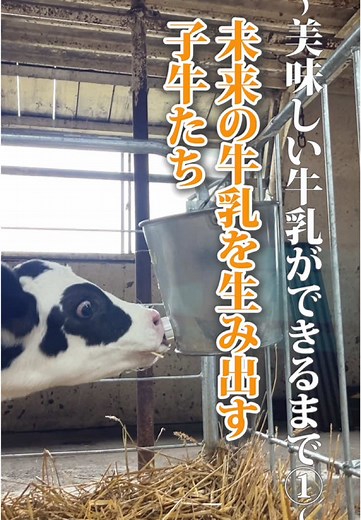 〜美味しい牛乳ができるまで①〜 未来の牛乳を生み出す子牛たち #ミルクランド #ミルクランド北海道 #北海道 #牛乳 #牛 #酪農 #子牛 #哺育