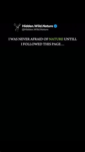 Hidden Wild Nature | The Megalodon (Otodus megalodon) was the largest and most powerful shark to ever exist, an apex predator with no equal and no escape for... | Instagram
