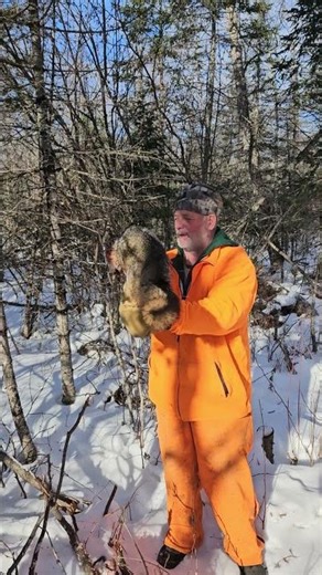 gray fox, number 2 bridger dogless, walk thru set