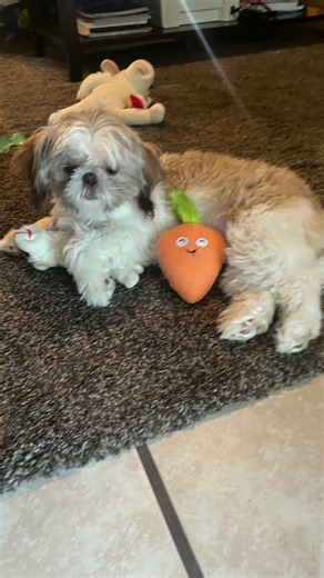 you are thinker than a sticker heavy like a Chevy come on little mama let me rub you on your belly ￼