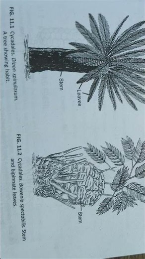 zoology important diagram BSc vbspu class 12 NCERT nep #biology #science #lifeisbutadream