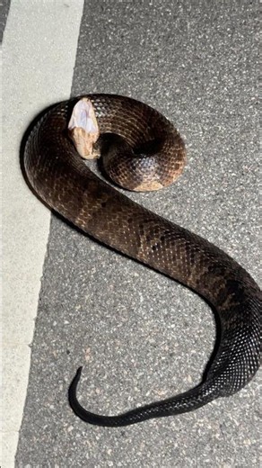 We found a big cottonmouth!! #snakes #venomouscreatures #reptiles