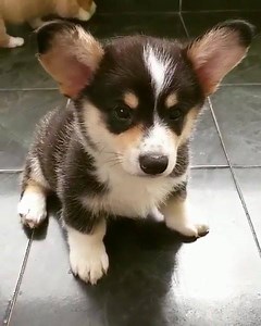 5.3K views · 606 reactions | Angry potato 凜 ————  https://corgilover.guru/  mochi.the.tricolor.corgi | Corgi Lovers | Facebook