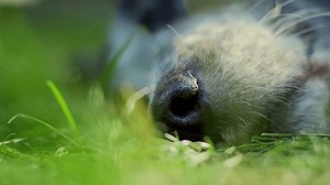 宠物狗鼻子特写。细节和纹理。在阳光明媚的夏日，灰狗和黑狗平静地躺在草地上。呼吸和睡眠。UHD镜头。 库存影片视频（100% 免版税）3829484111 | Shutterstock