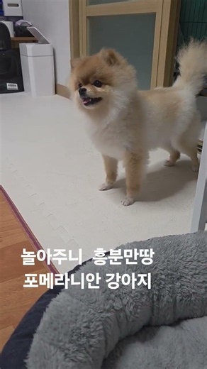 놀아주니 흥분만땅 포메라니안 강아지. #놀아주기 #놀아줘 #놀이 #흥분만땅 #포메라니안 #강아지영상 #댕댕이 #반려견 #애완견 #강아지일상 #강아지 #shorts #puppy
