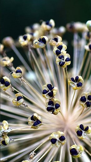 BEWARE! Deadhead Your Allium or End Up with a MESS!! #allium #alliumflowers #deadheading
