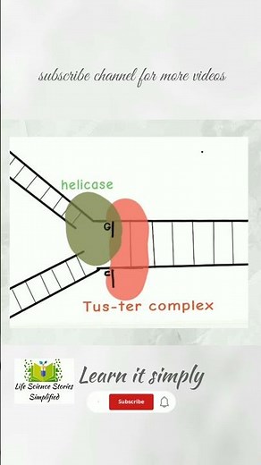 DNA Replication in Prokaryotes|Termination part6|Tus-Ter complex|C flipping| csir net life science