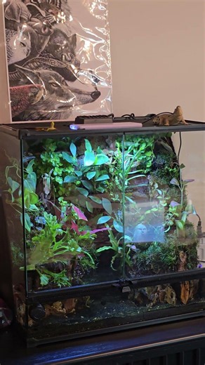 specialised paludarium system at aquascape.ae #dubai #aquarium #aquascape #fishtank