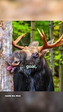 Moose causing problems in Colorado?