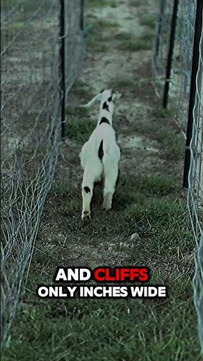 Incredible Goat Facts You Didn't Know #GoatLovers #AnimalFacts