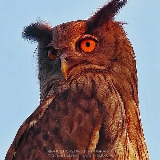 আমার ছবির এআই ভিডিও Dusky eagle-owl (Ketupa coromanda) Sundarban, Bangladesh | Abm Sirajul Hossain
