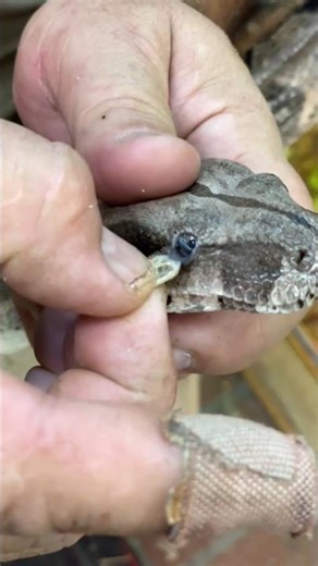 kyu snake 🐍 eye ke pass ka skin khudse nhi nikal pata 🤔