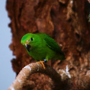 The Discovery Center is all a flutter with so many new birds of all shapes, sizes, and colors 🐦🦜 And this isn't even all of them! | Blank Park Zoo