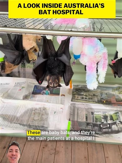 Adorable Baby Bats Enjoying Bubble Baths at Tolga Bat Hospital