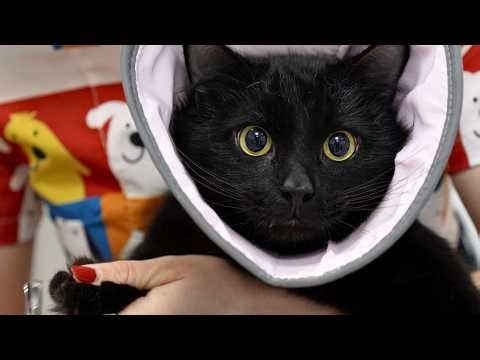 I Stared Into The Void...It Was A Cat