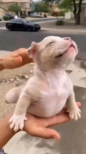 Pitbull Hub ™ on Instagram