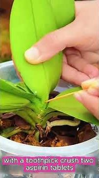 🌸 Orchid Care for Beginners: 5 Simple Tips to Keep Your Orchids Healthy & Blooming! 🌿