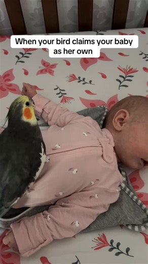 Little Lady really thinks it’s her baby😅 since day 1! #cockatiel #petparrot #petsandbabies #funnybirds #firsttimemom