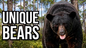 5 Unique Black Bear Variations That Stand Out