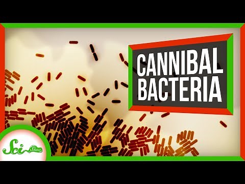 Thank Goodness for Bacterial Cannibalism