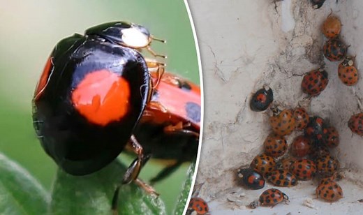 Ladybirds with STDs SWARM man's balcony