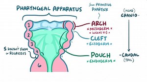 Video: Pharyngeal arches, pouches, and clefts - Video Explanation! | Osmosis | Osmosis