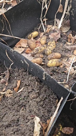 How to Grow Potatoes in Containers: A Step-by-Step Guide