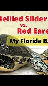 Difference between Red Eared Slider and Yellow Belly Slider #turtlelife