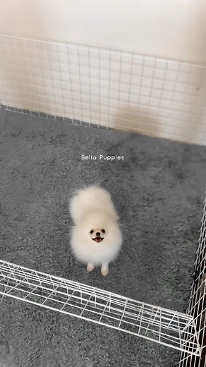 Monkey stage teacup white pomeranian 🤍 #pomeranian #pomeranianworld #teacup #teacuppom #pomeraniansofinstagram #pomeranianpuppy #pomeranianlove #teacuplover #doglover #doglove #pomeranians #fbreelsvideo #fbreels23 #viralreelsfb #minidog #cutedog #cutenessoverload | Bella Puppies