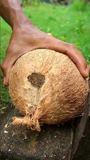 Nice technique opening coconut from its shell