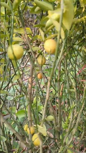 lemon plants