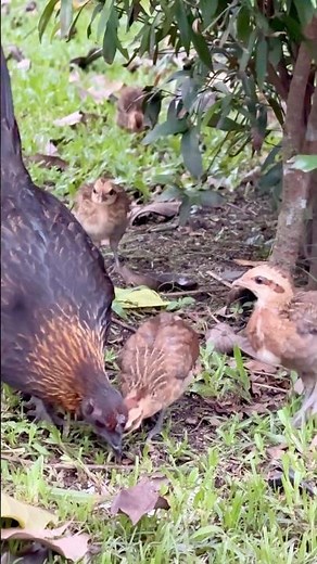 Red Jungle Fowl & Chicks at Sengkang Riverside Park | Morning Wildlife Encounter