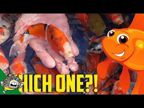 How to Pick Koi Fish. Selecting Japanese Koi at Koi.com