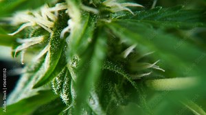 THC resin psychoactive substance formation on cannabis flower. Cannabis cultivation with cannabinoids. Making food from cannabis.