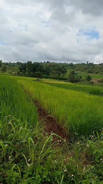 Video của le tho (@lthyk32) với bản nhạc nhạc nền - 🎶Góc Phố Âm Nhạc 🇻🇳