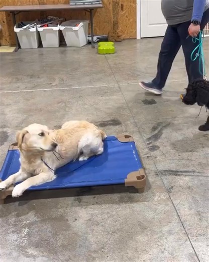 A thinking dog does not get everything right. A thinking dog tries. When dogs are learning, we focus less on perfection and more on whether their brain is staying present. A dog who pauses, checks in, and chooses again is making real progress. Growth happens in those quiet decisions. The dog who thinks becomes the dog who listens. The dog who listens becomes the dog you can trust. | K9 Kamp Dog Training