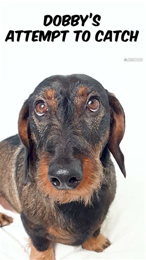 Wiener Dog Close Up #sausagedog