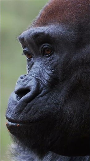 What Sound Does a Gorilla Make? 🦍