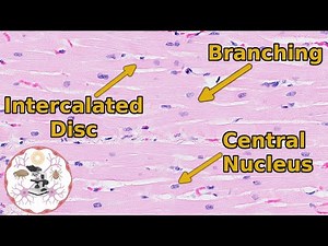 Heart Histology - Valve-uable Insights
