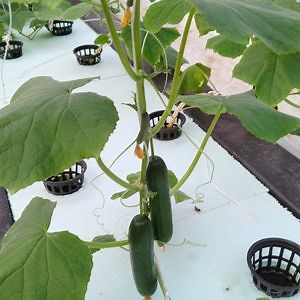 [Hot Item] Dwc Floating Raft System Agricultural Raft Systems Styrofoam