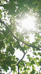 Maple Tree Swinging in the Wind with Sun Shining through Leaves and branches, vertical