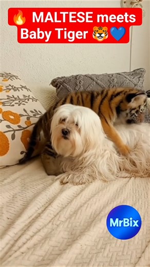 🔥 MALTESE meets Baby Tiger 🐯💙