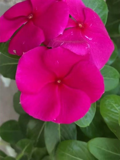 Red and White Periwinkles in Full Bloom | Nature Relaxation Flower #Periwinkle #FlowersInBloom