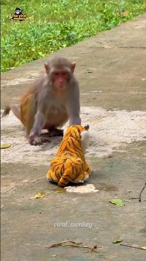 Baby Monkey Gets Scared of a Toy Tiger! 😱🐒 #shorts #monkey