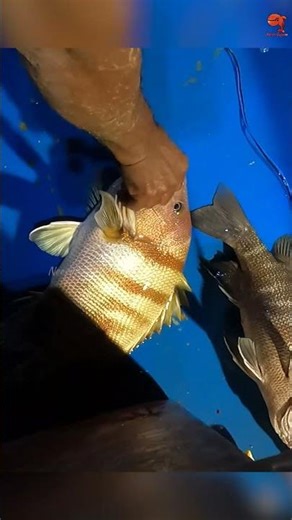 Catching Blubberlip Snapper & Grouper Fish in the Deep Sea #fishing #fishingvideo #fishingtime