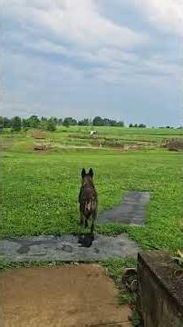 A NEW Visitor! #WhittAcres #homesteadinglife #enjoynaturetoday