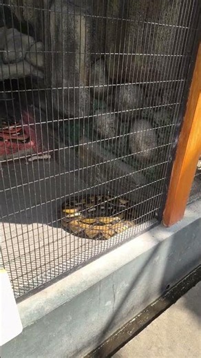 Ular piton. Phtyon snake, one of the biggest snake in the world. #phyton #python #ularpiton #zoo
